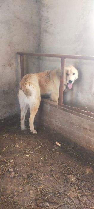 Продам мощного кобеля молодой