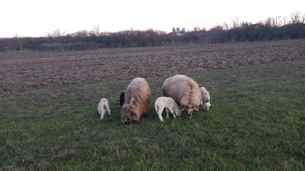 Oi si miei de vanzare