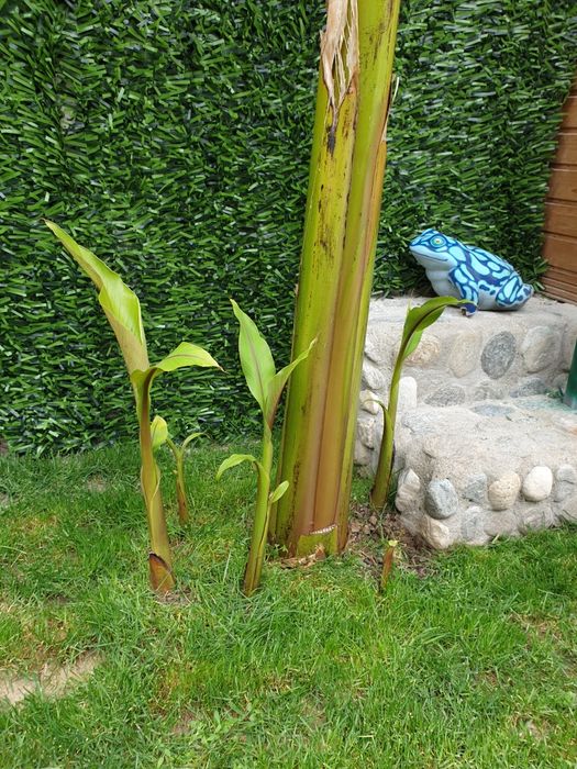 Разсад за банан корен ( банани корени )