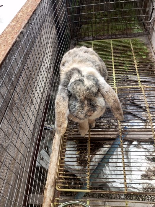 Кролики французский баран