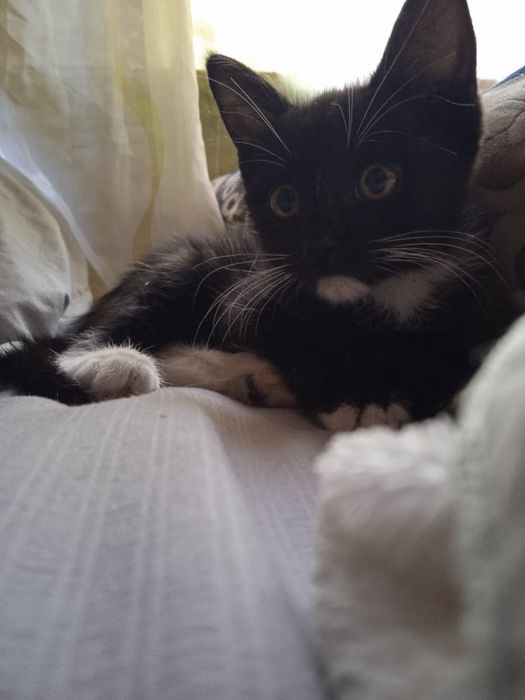 Котенок мальчик