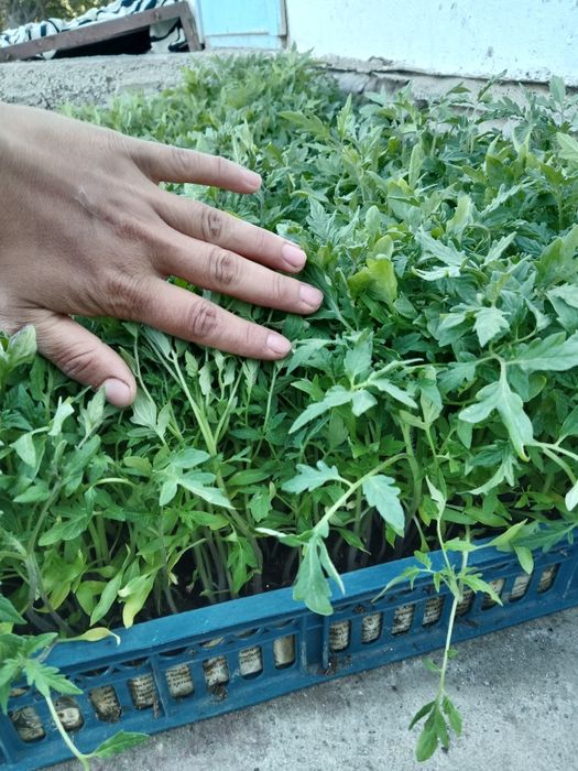 Рассада көшет помидор розовый