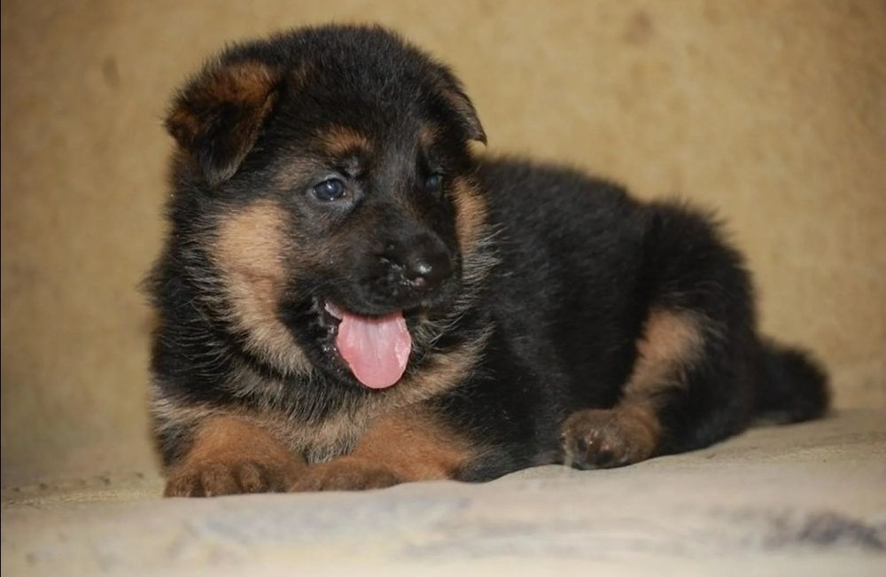 Продам щенков немецкой овчарки