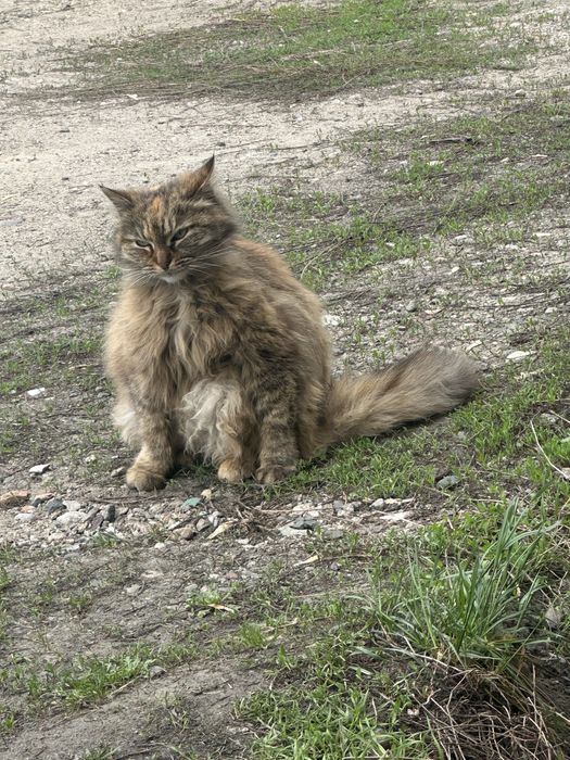 Бойкая кошка ищет дом