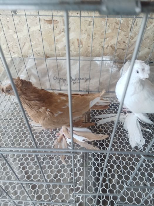 Продам голубей хороших