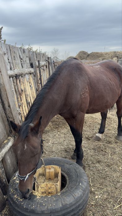 Бие, байтал, тай сатылады.
