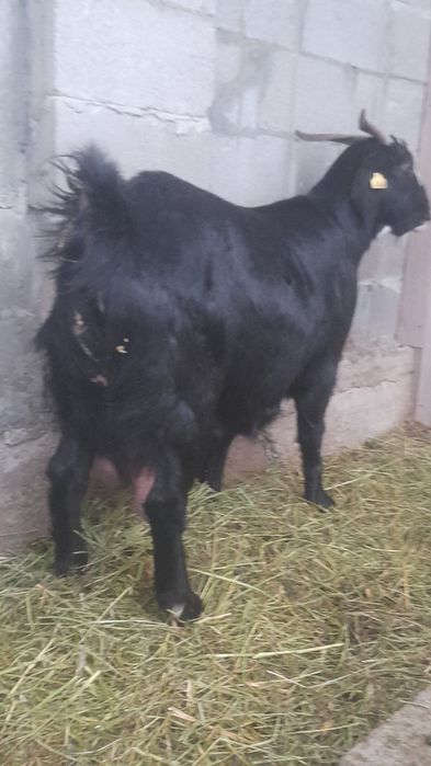 Продаётся дойная каза Битал