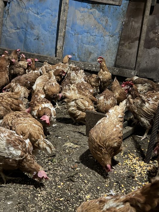 Ломан браун несушки