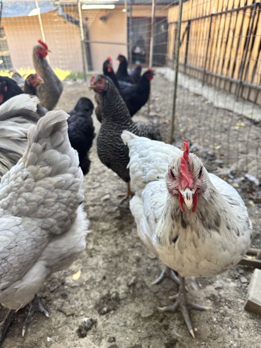 Puicute australorp