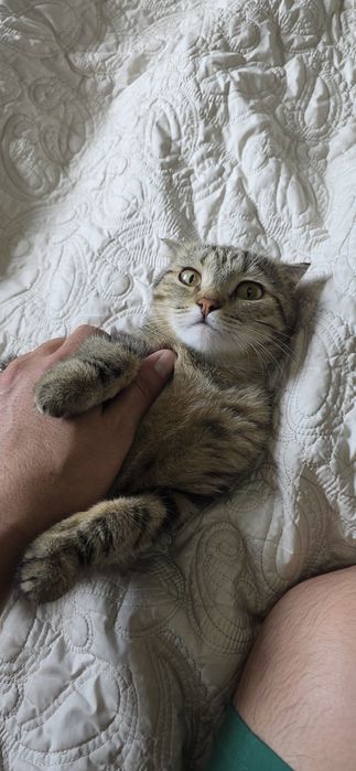 Котик продаётся цена договоримся