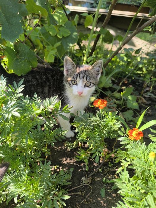 Котята на счастье!