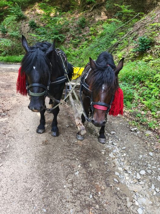 De vânzare mânz de 3 ani sau ofer spre montă!