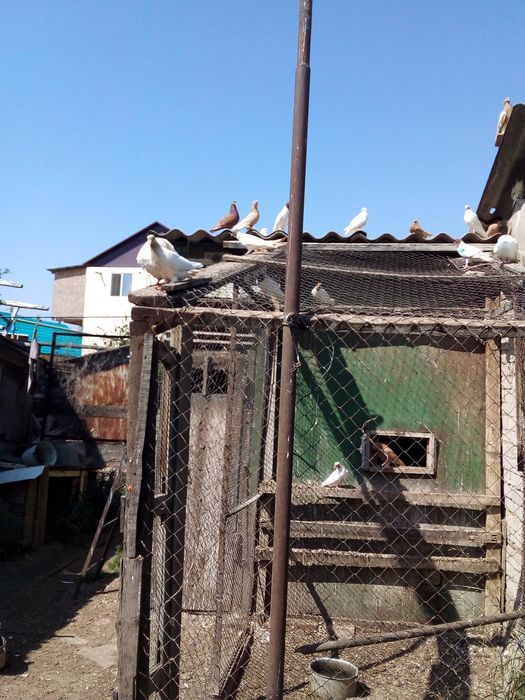 Продам домашних голубей