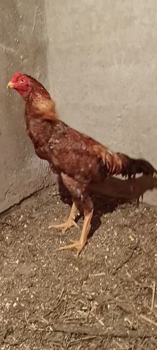 Дакан бойцовые о шамо немец