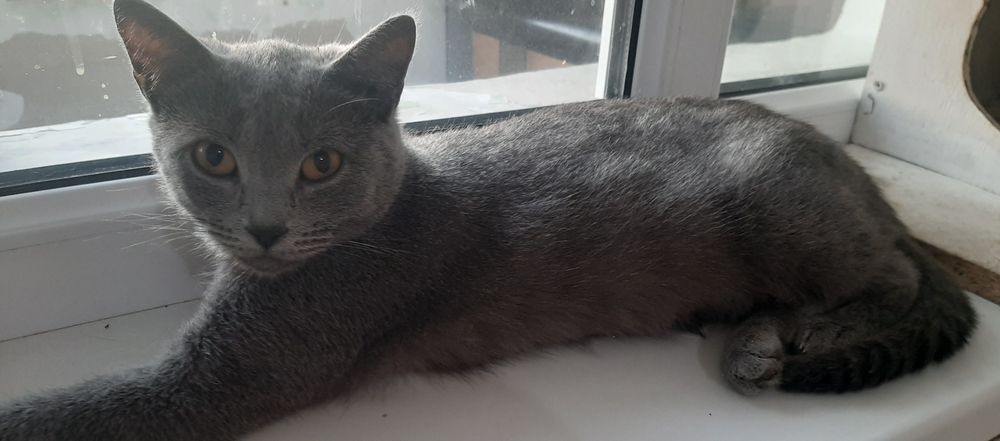 Кошки в добрые руки