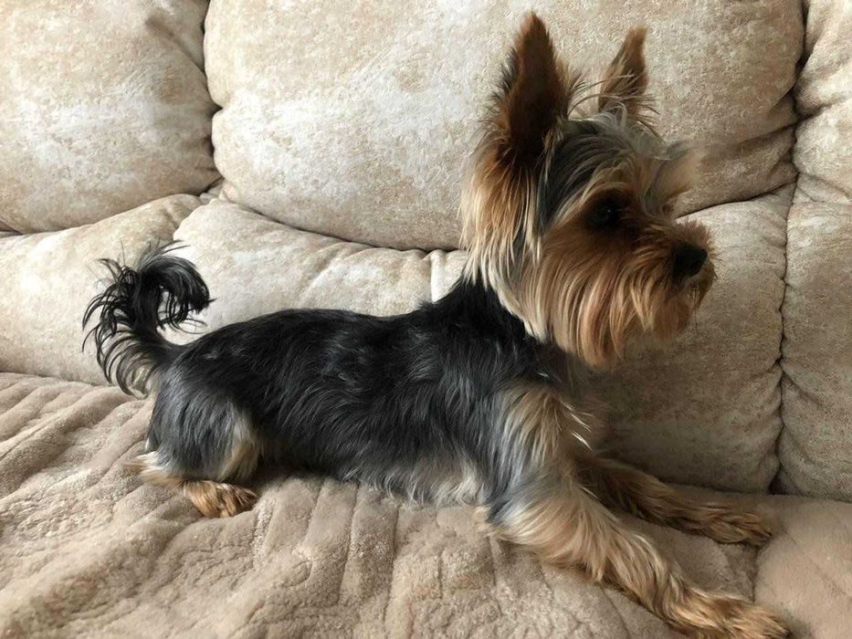 Micro Teacup Yorkie Puppy for sale! - iHeartTeacups Teacup yorkie puppy, Micro t