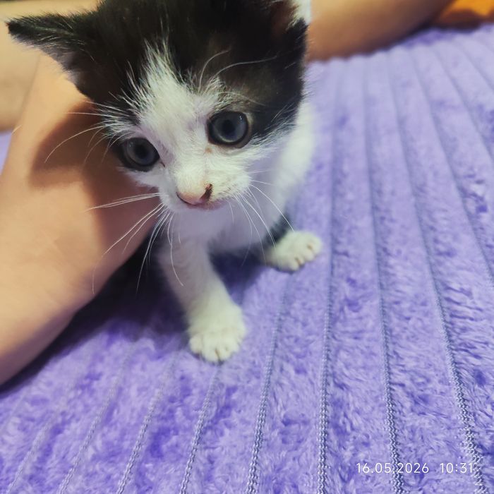 Отдам котят в хорошие руки