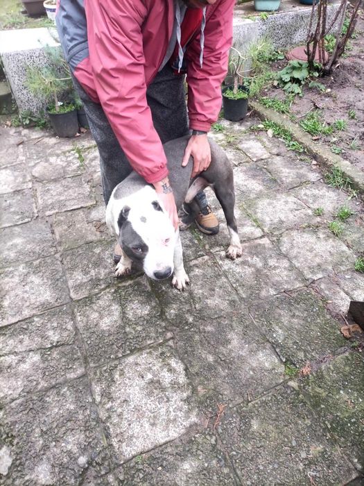 Питбул   син нос