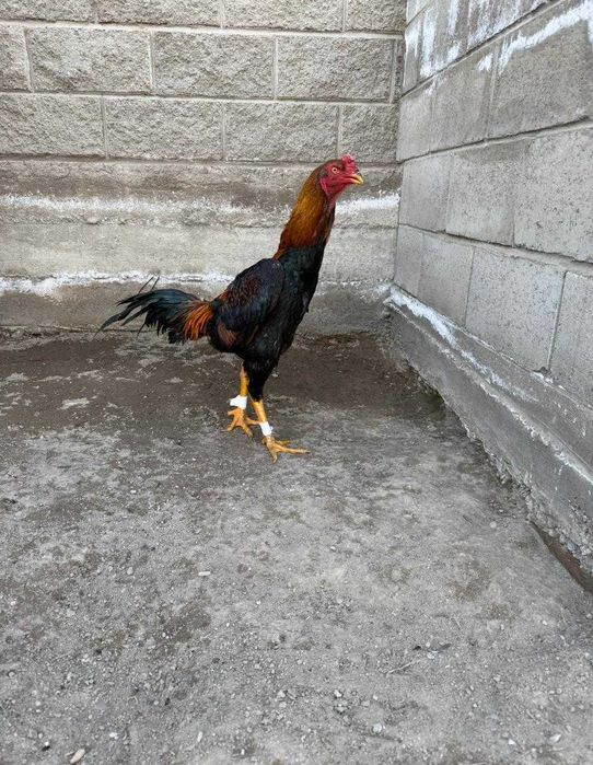 Дакан бойцовый    .