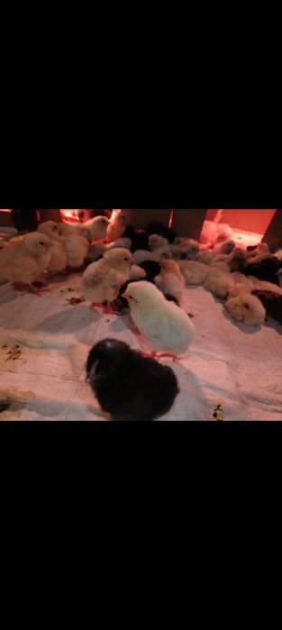 Продам цыплят доминант и легорн