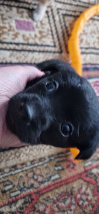 Отдам щенков, девочки