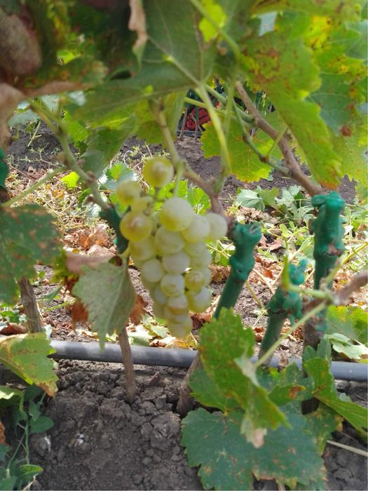 Vita de vie altoita si hibrida