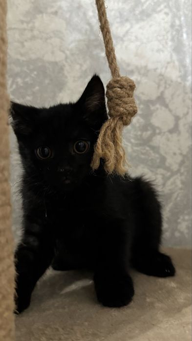 Котенок в хорошие руки