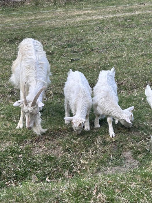 Capră cu o ieduță si un ied