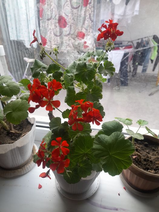 Продаётся Герань