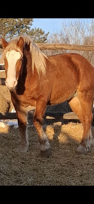 Жеребцы,Советские тяжеловозы