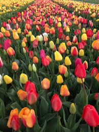 Тульпаны прямо с теплицы