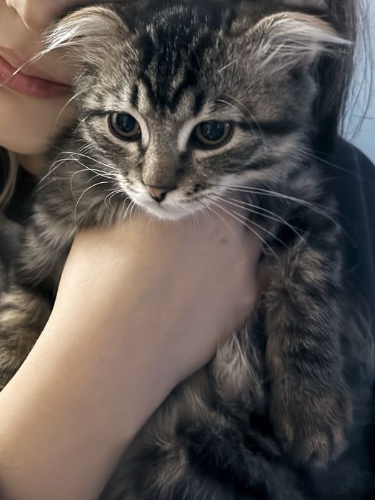 Шотландская вислоухая кошка