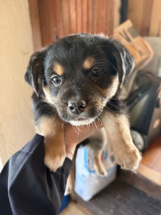 Подарявам дребни кученца