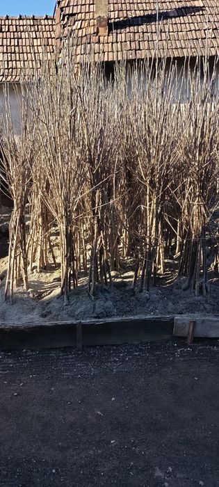 Vând  pomi fructiferi în cantități mari, laur englezesc,