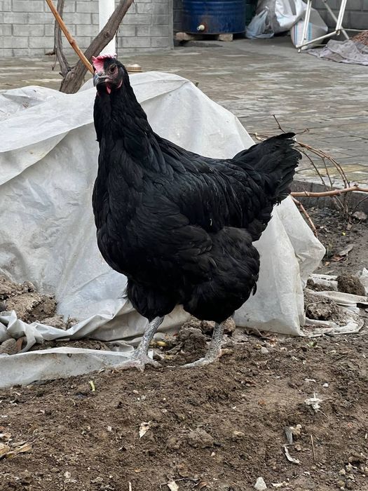 Гигант Кора Шахзода жужаларига заказ оламиз