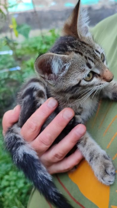 Отдам котят в добрые руки