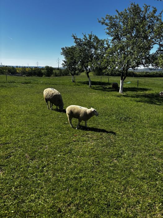 Oi/miei texel patata olandeza