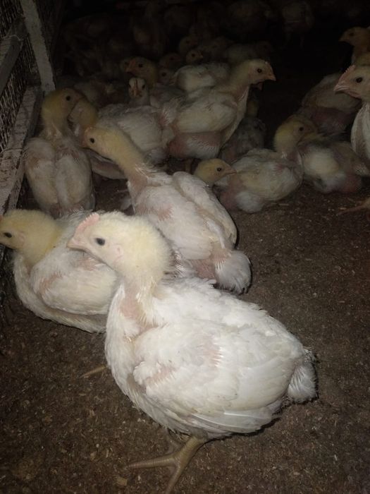 Бройлеры подрошенные Кобб 500