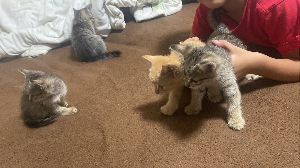 Отдам котят в добрые руки