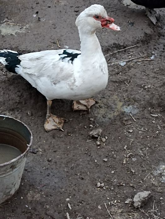 Индаутка нари сотилади