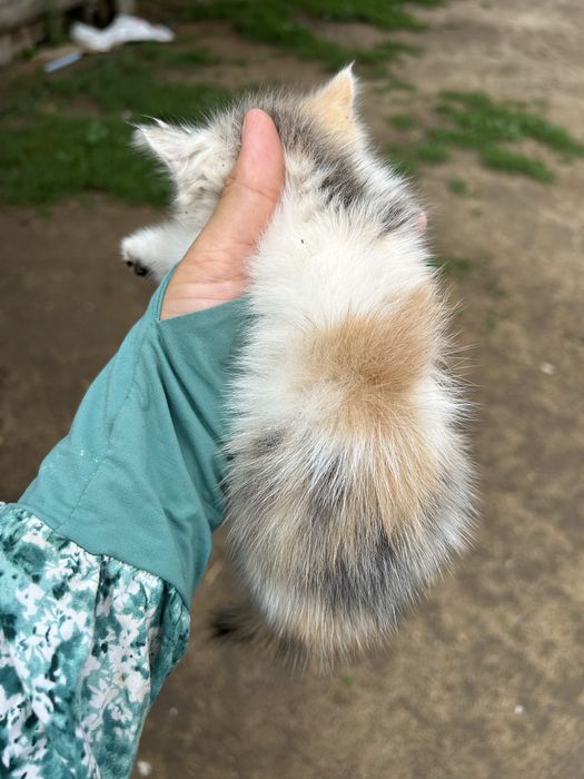 Отдам котенка в добрые руки