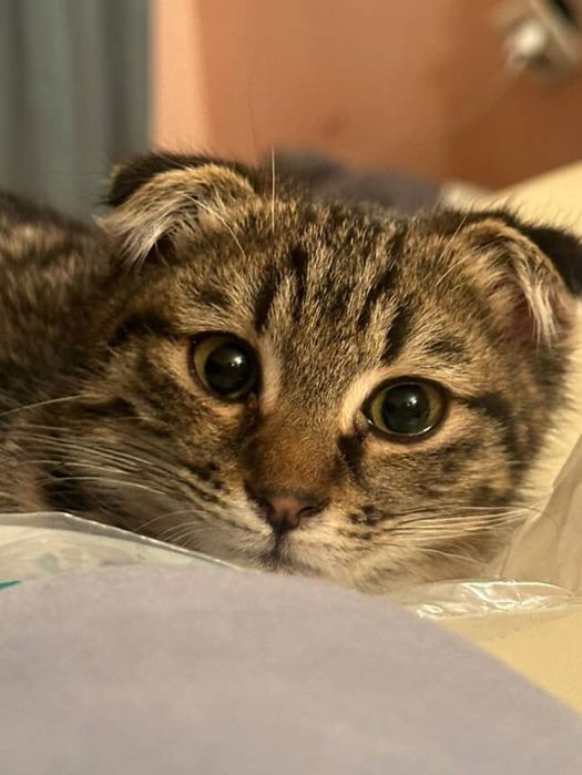 Мысық 5 айлық еркек. Гаршогіне өзі отырады. Көшуіме байланысты беремін