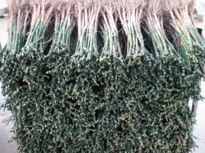 Butași viță de vie altoită și hibrid