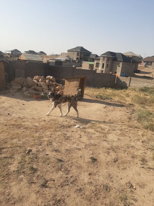 Алабама ит ойнап тұр ит