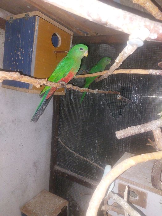 Papagali Rege Australian