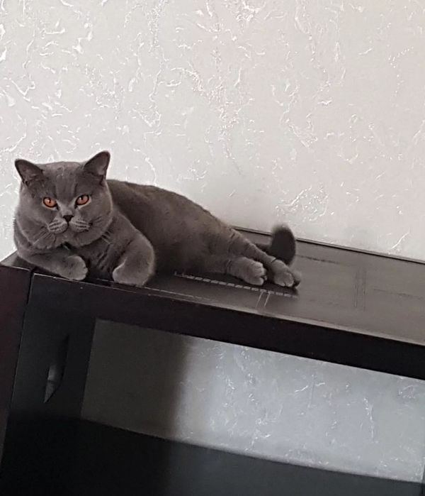 Взяка кота с родословной, привит опытны