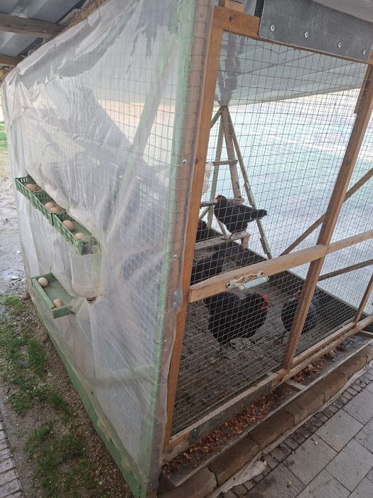 Срочно! Кора шахзода товуклар ва катак