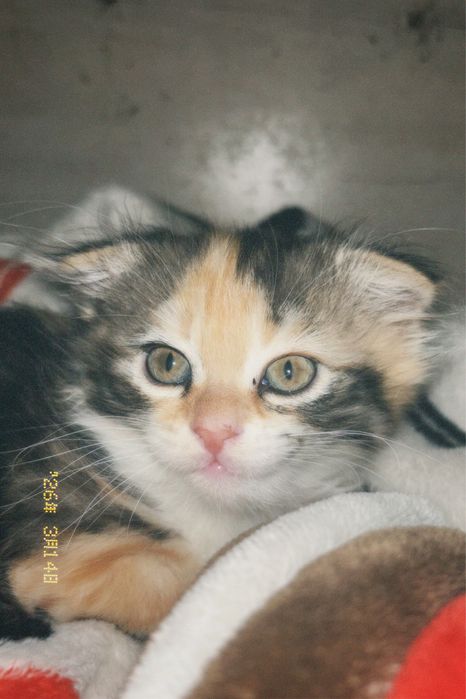 Пушистый вислоухий котенок