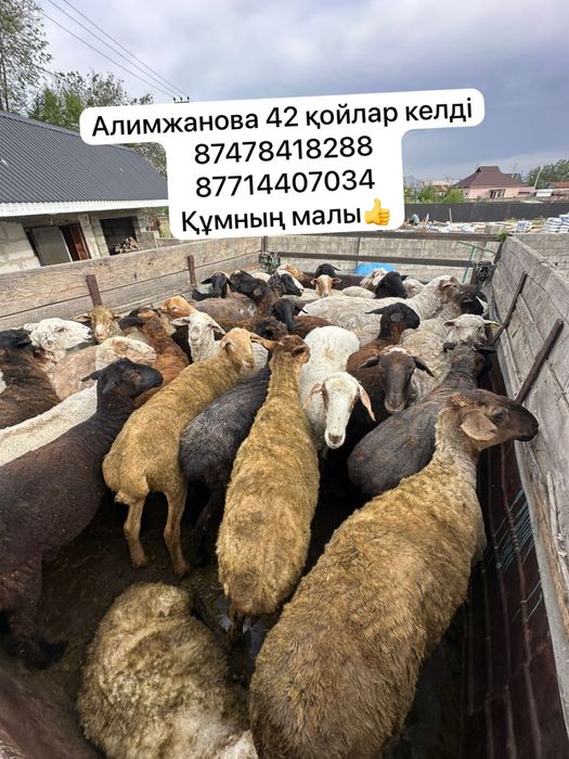 Құрбан айтқа 100000