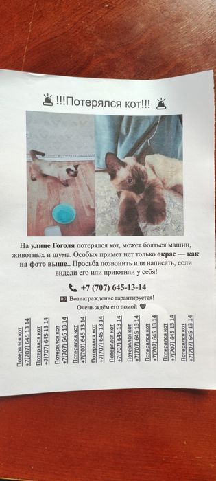 Потерялся кот сиамский
